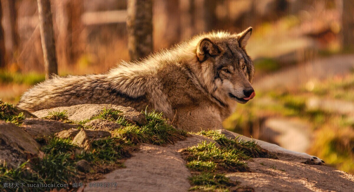 野狼 灰狼 豺狼 群狼 自然生物 野生动物 动物