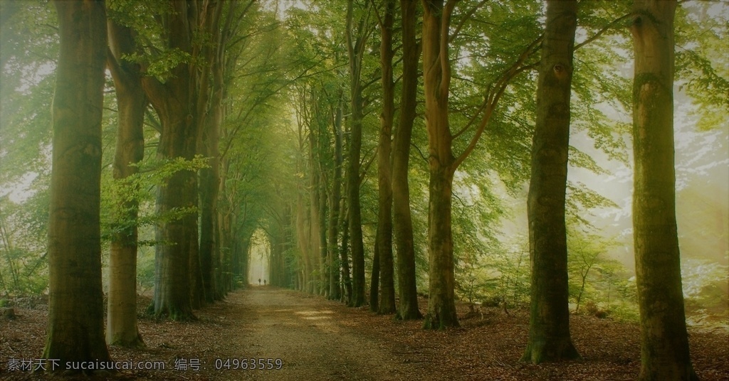 行道树 自然景观 森林风景 自然风景 唯美风景 风景 风景图片 风景壁纸 山水风景 大自然风景 自然风光 大自然风光 唯美图片 唯美壁纸 创意图片 植物 植物图片 绿色植物 花草树木 花花草草 电脑壁纸 美景 美景图片 美景壁纸 旅游风景 树木 树干 大树 森林 森林景观 森林植物 风景名胜 风景图