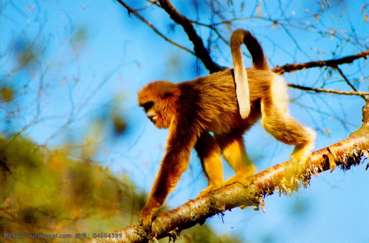金丝猴 国家 一级 保护 动物 国宝 生物世界 野生动物 摄影图库