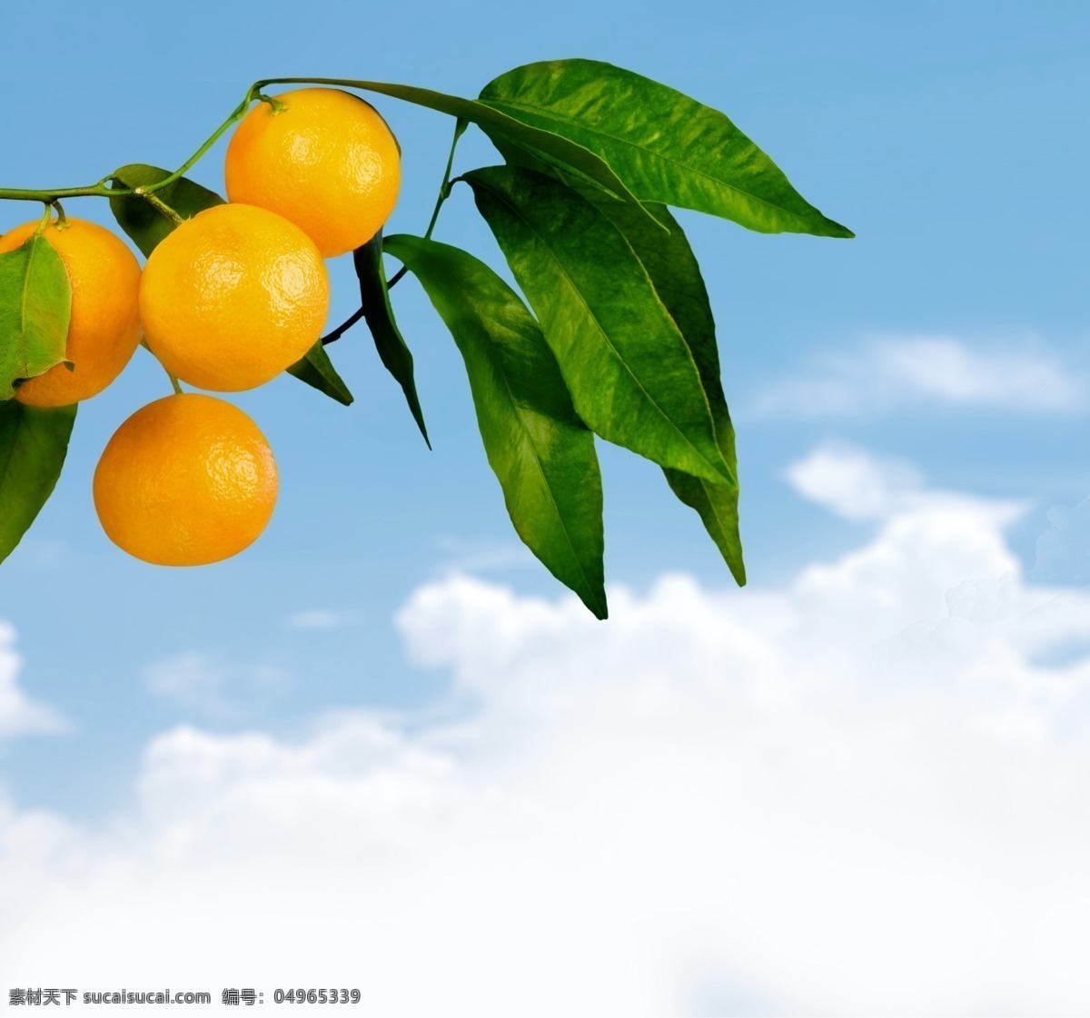 柑橘 橘子 爱媛 橙子 水果 枝叶 植物
