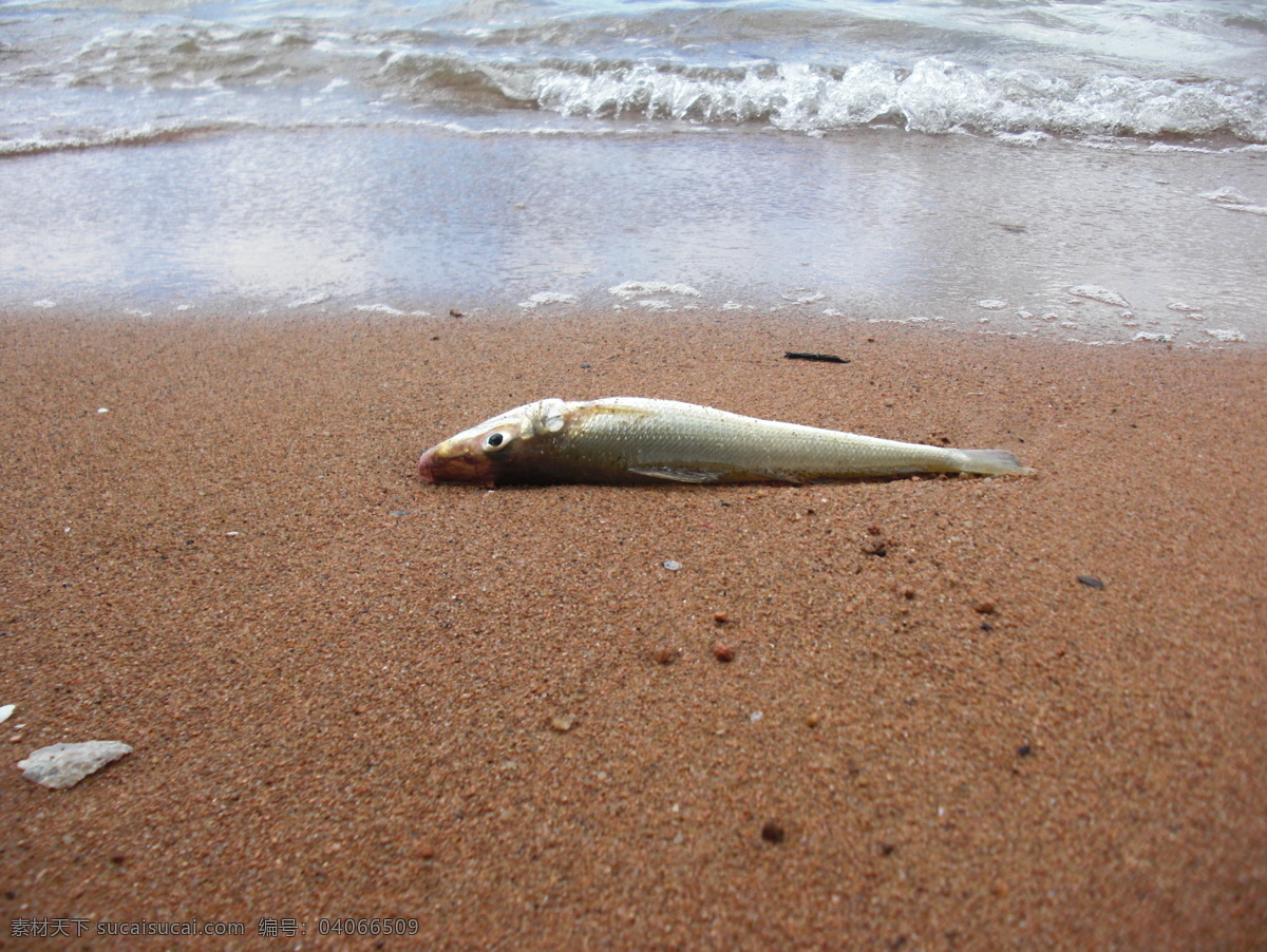 海滩 浪花 沙滩 生物世界 小鱼 鱼类 自然 滩 死鱼 沙石 岸边 psd源文件