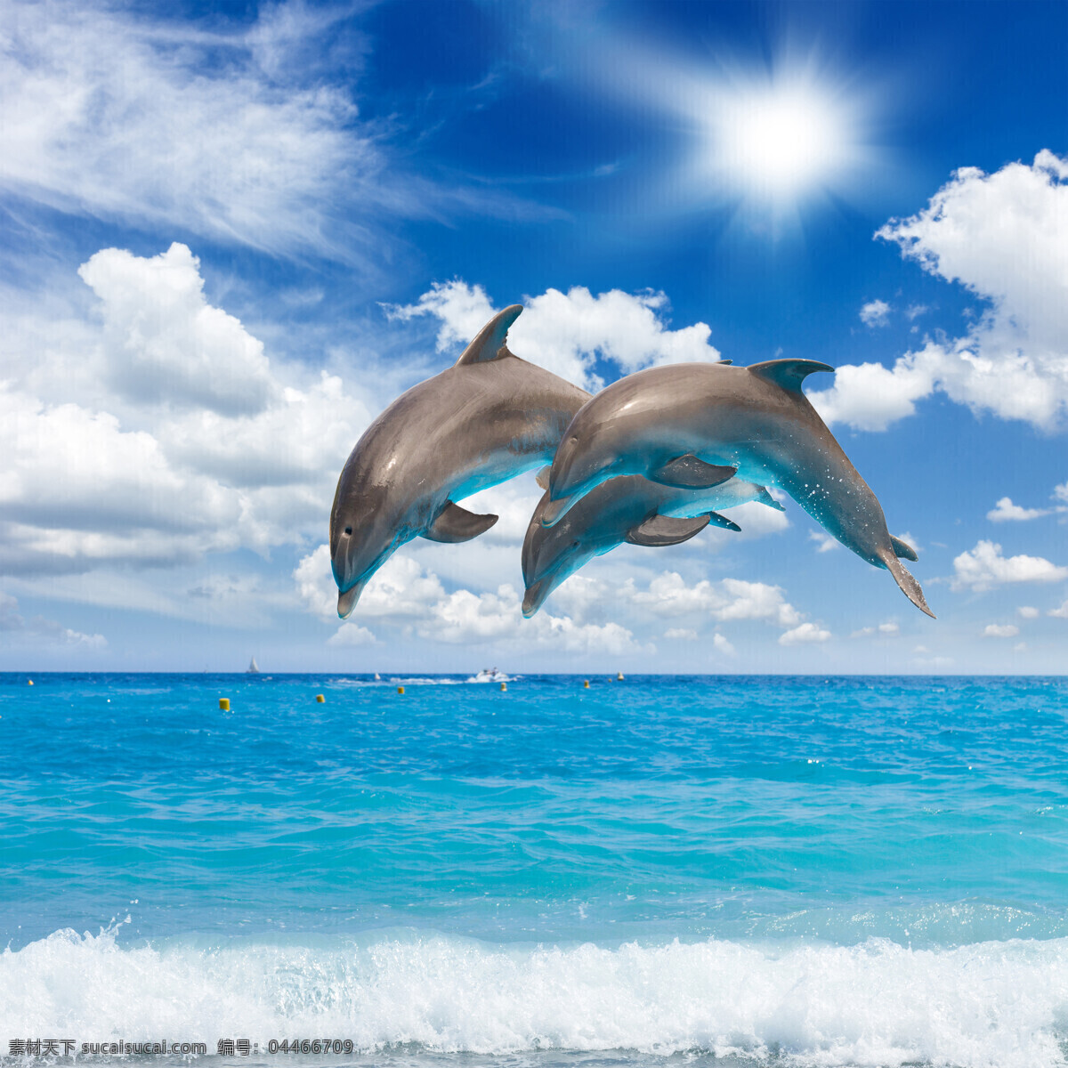 海洋生物 大海 小海豚 可爱海豚 海豚表演 海洋世界 海洋馆 生物世界