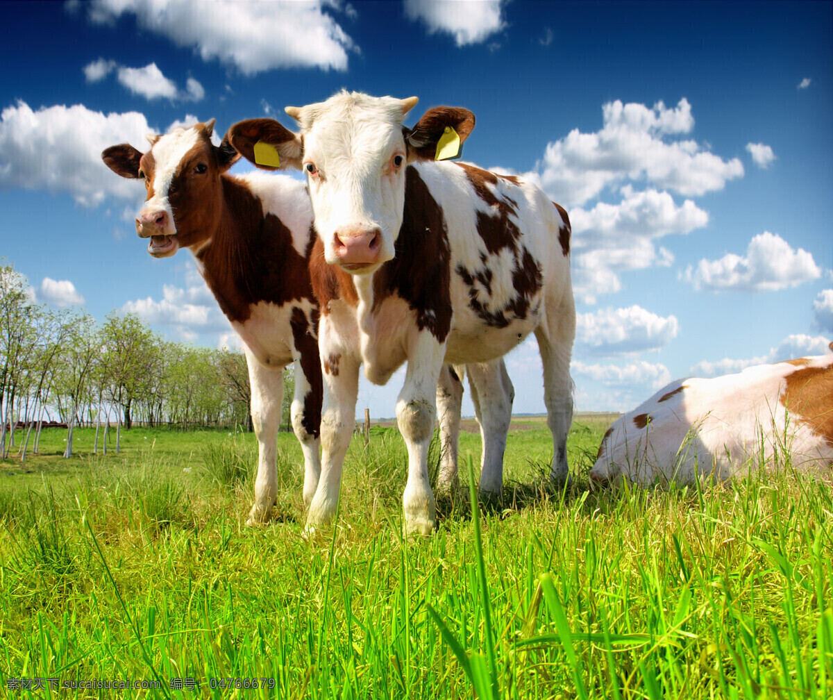 牧场 牛 动物 生物 大奶牛 黄牛 草地 生物世界 其他生物