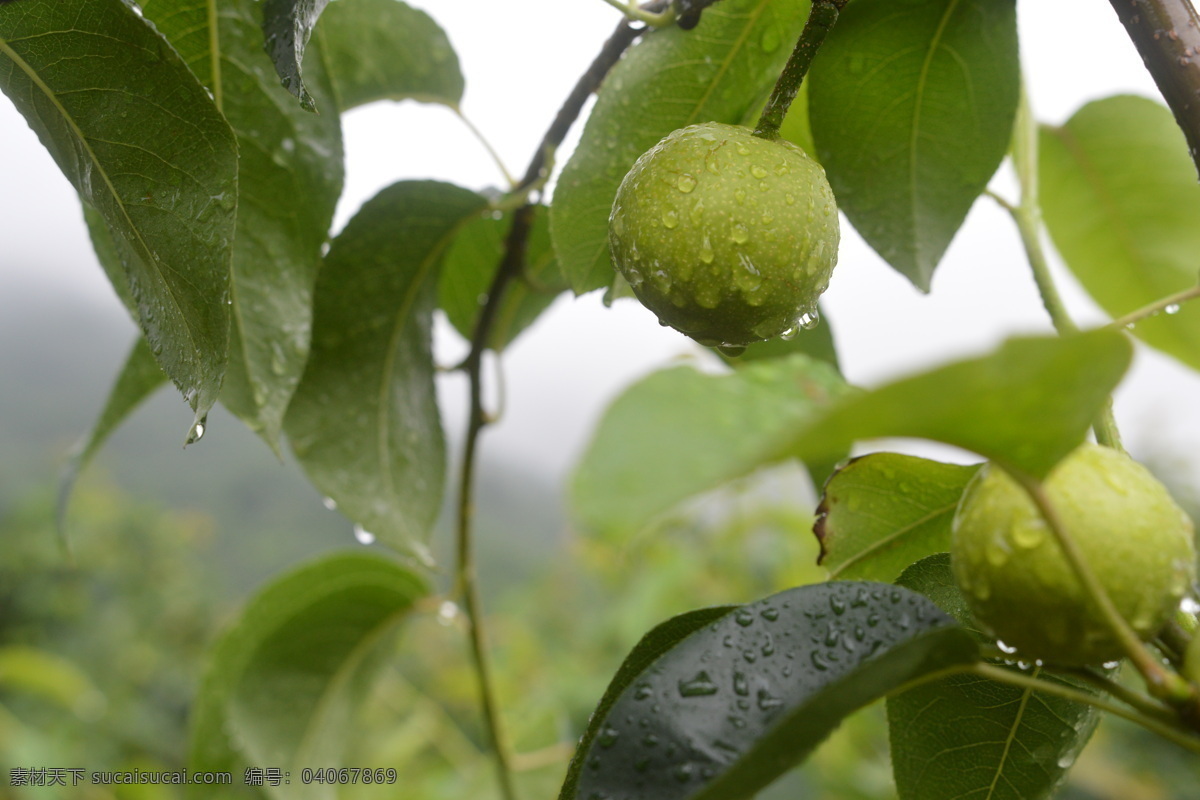 翠冠梨 雨中 雨后 树叶山林 雨滴 生物世界 水果