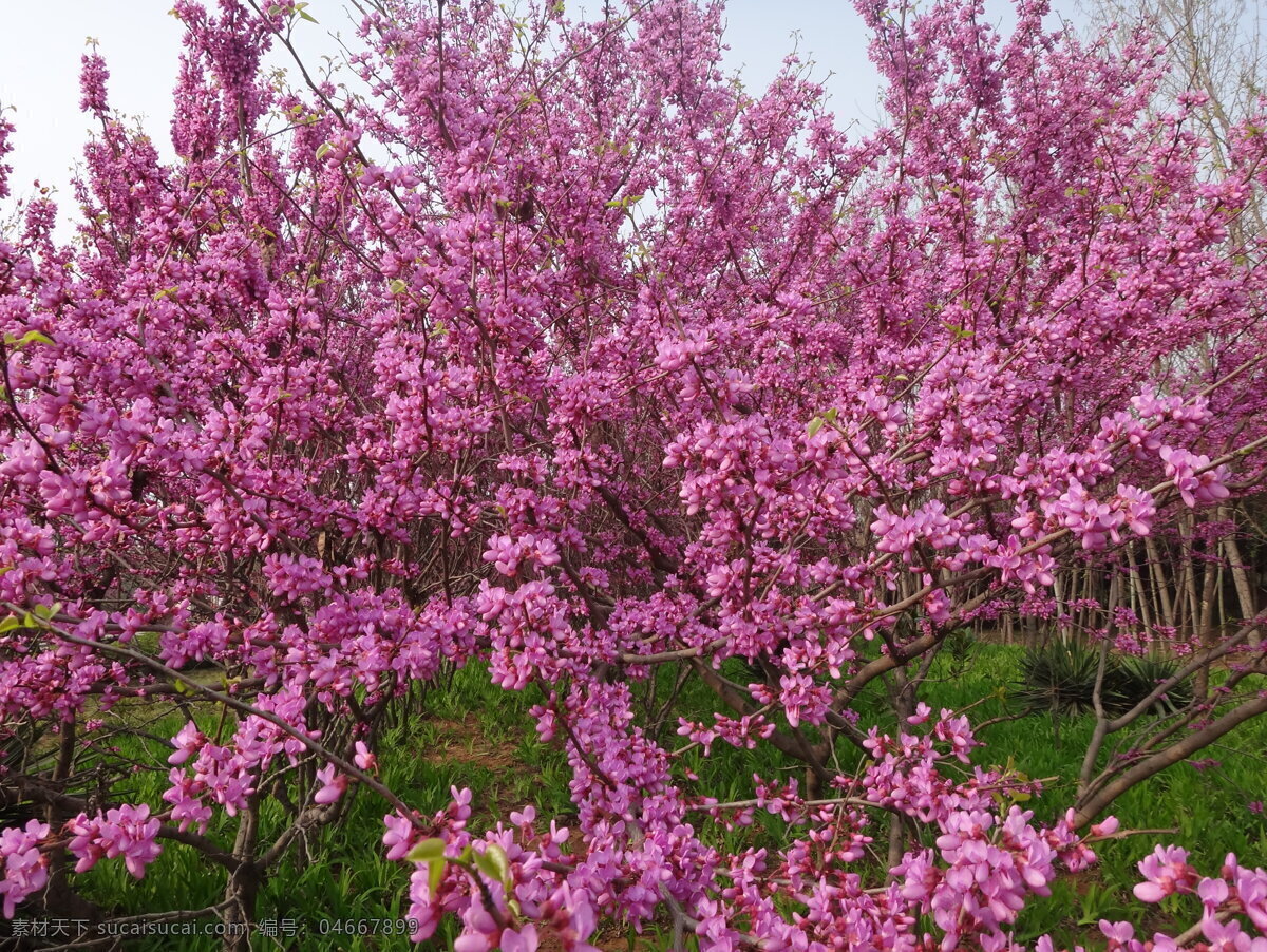 小红花 大花 花朵 花草 鲜花 花 绿叶 鲜艳 艳丽 生物世界