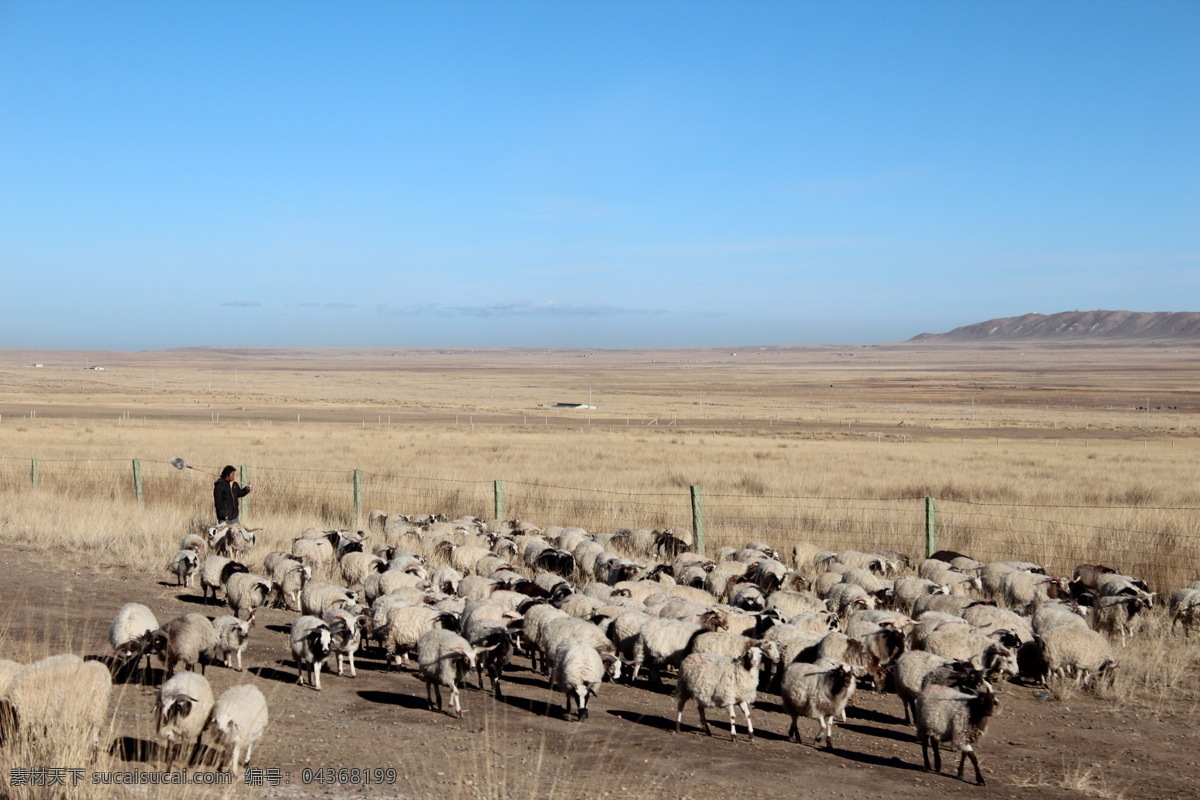 青海湖 牧羊 蓝天 群羊 牧羊人 旅游摄影 国内旅游 灰色