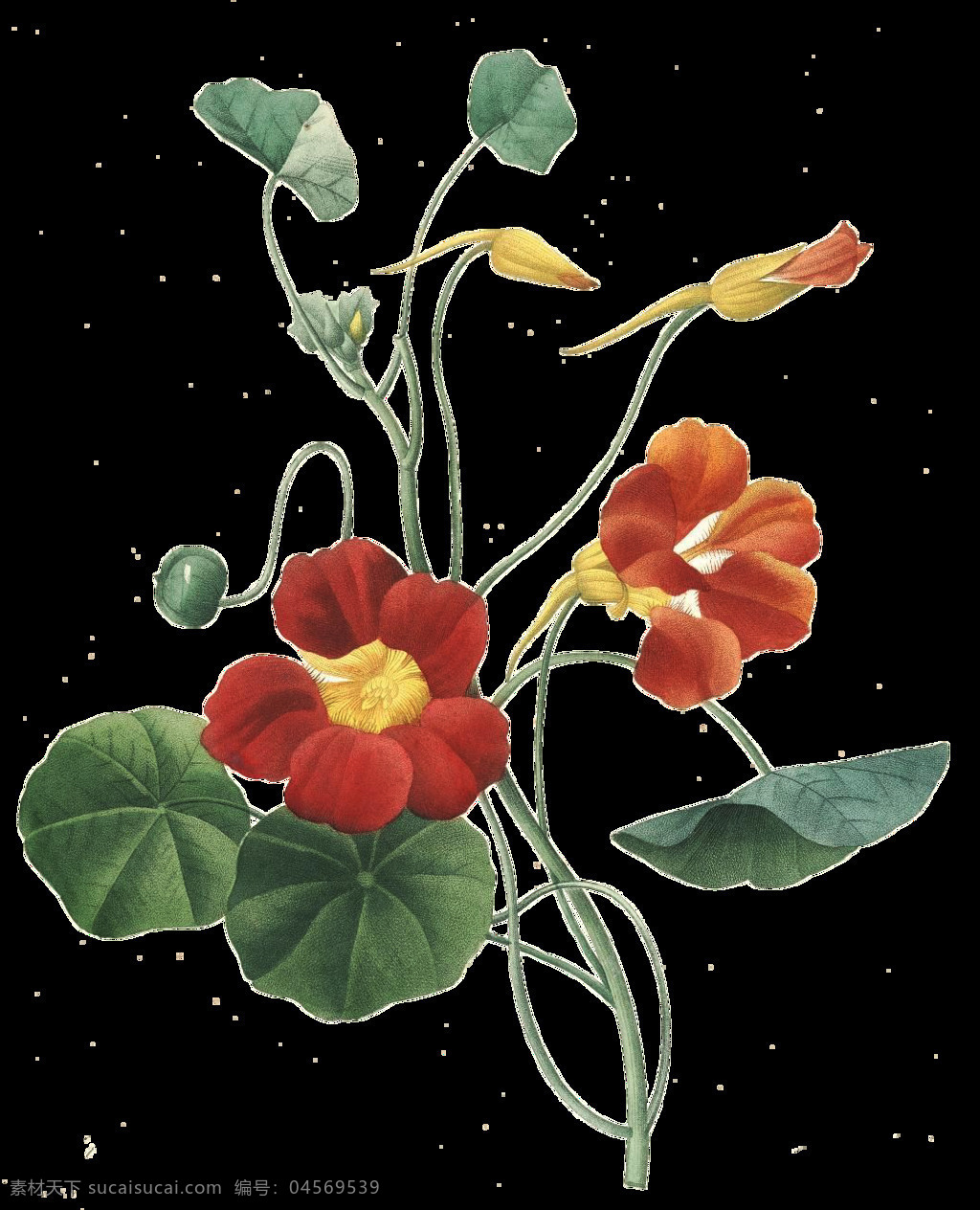 png元素 花朵 绿叶 免抠元素 透明素材 叶子 卡通 红色 元素