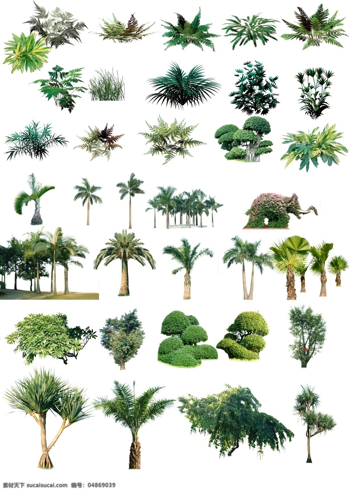 植物 植物素材 立面植物 俯视植物 热带植物 棕树 分层 源文件