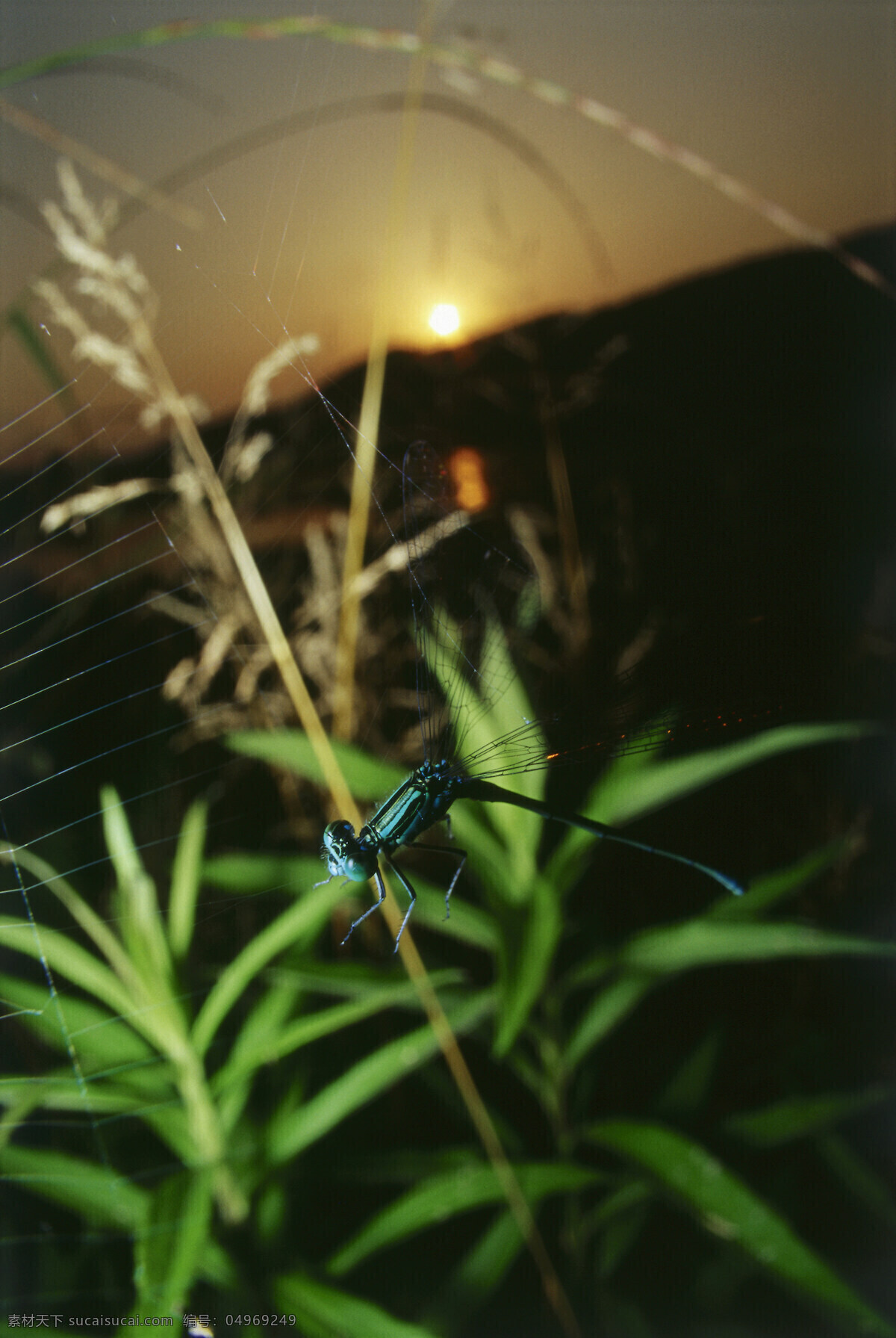 蜘蛛 网上 蜻蜓 蜻蜓摄影 动物 昆虫 自然风光 大自然 风景 风光 田野 野外 草 摄影图片 草地 树叶 叶子 山水风景 风景图片