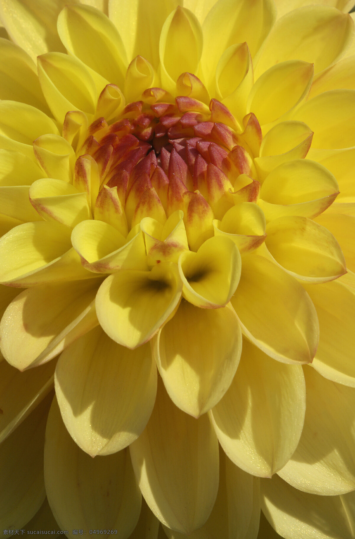 菊花特写 菊花 野花 花卉 鲜花 花朵 鲜花背景 美丽风景 摄影图 花草树木 生物世界 黄色