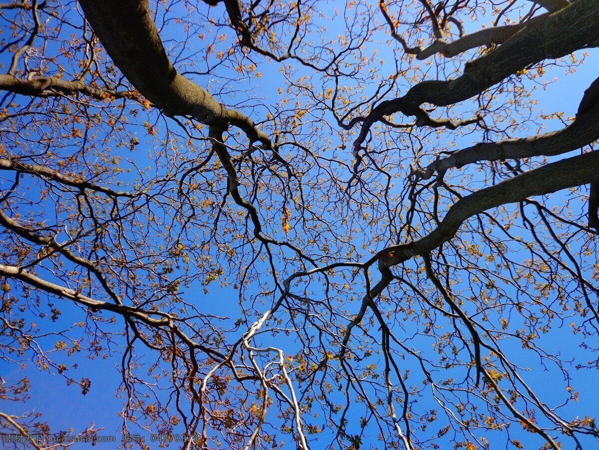 树林 仰视 树木 林子 枝条 枝丫 底纹 风景 景色 生物世界 树木树叶