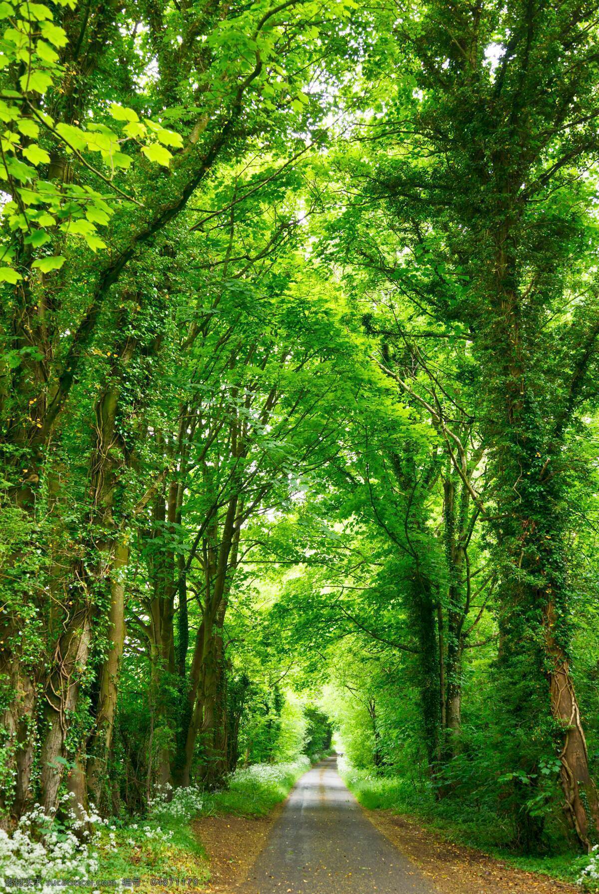 树林 林间小道 树木 绿色背景 大树 自然景观 自然风景
