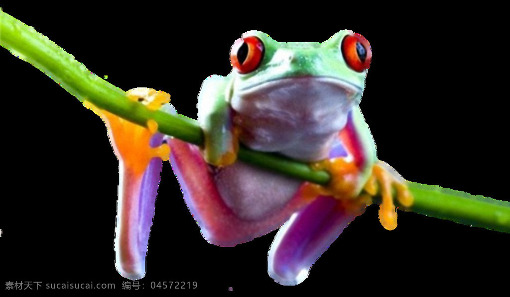 树枝 上 彩色 青蛙 免 抠 透明 漂亮 青蛙海报图 青蛙广告图 蛙类动物
