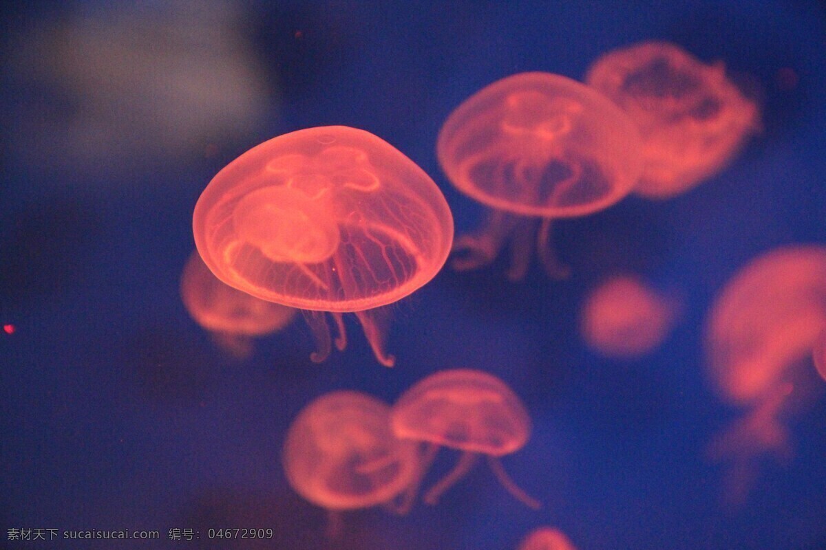 水母 海洋生物 水生动物 浮游生物 刺丝胞动物钵 水母纲 鱼虾 贝类 水 生物 生物世界