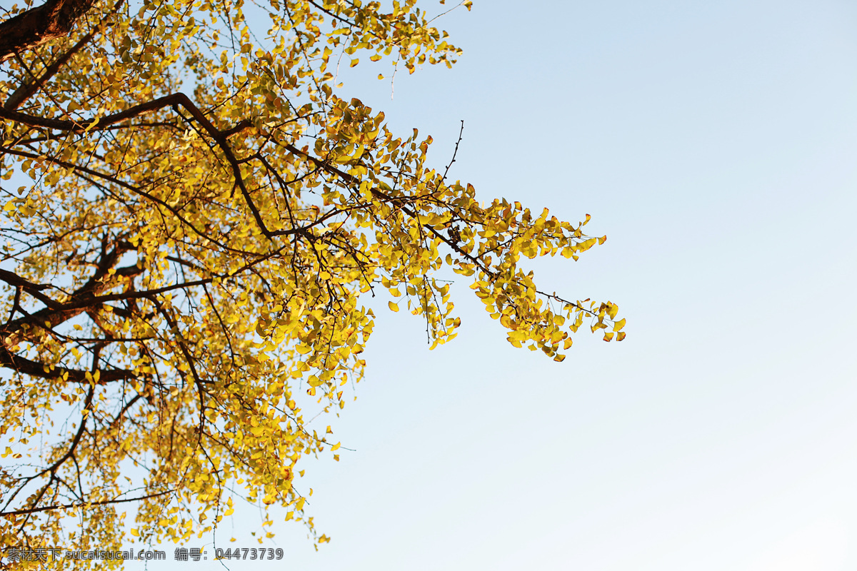 银杏叶子 银杏树叶 秋天的味道 秋天的阳光 南雄 自然风光 自然景观 自然风景