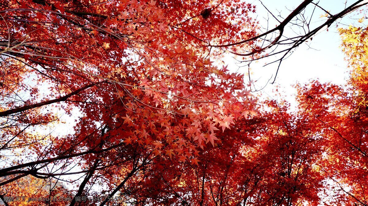 逆光 下 枫叶 斗 艳 崂山 巨峰 阳光 红叶 枫树 秋意 晴天 生物世界 树木树叶