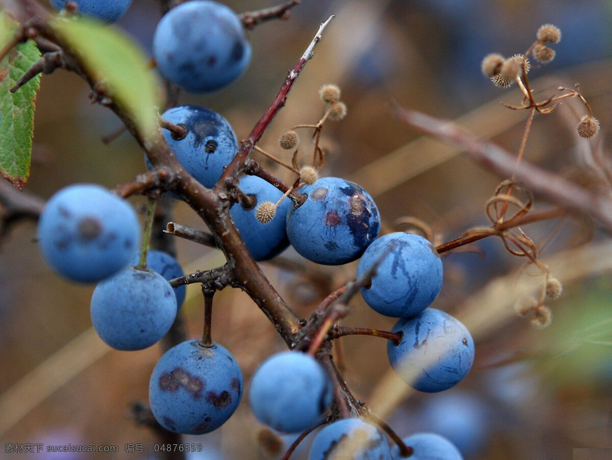 新鲜 蓝莓 高清 水果 鲜果 果枝