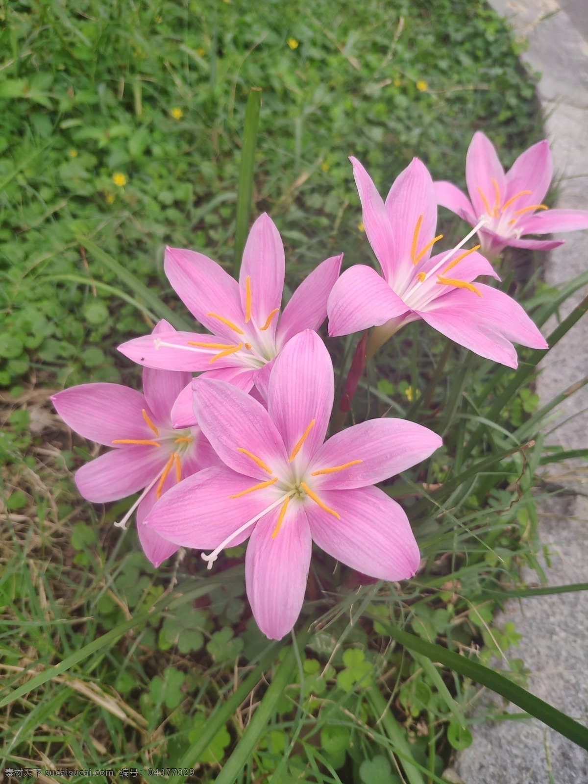 韭莲图片 韭莲 韭莲花 粉色花 树叶 紫色花 花影 生物世界 花草