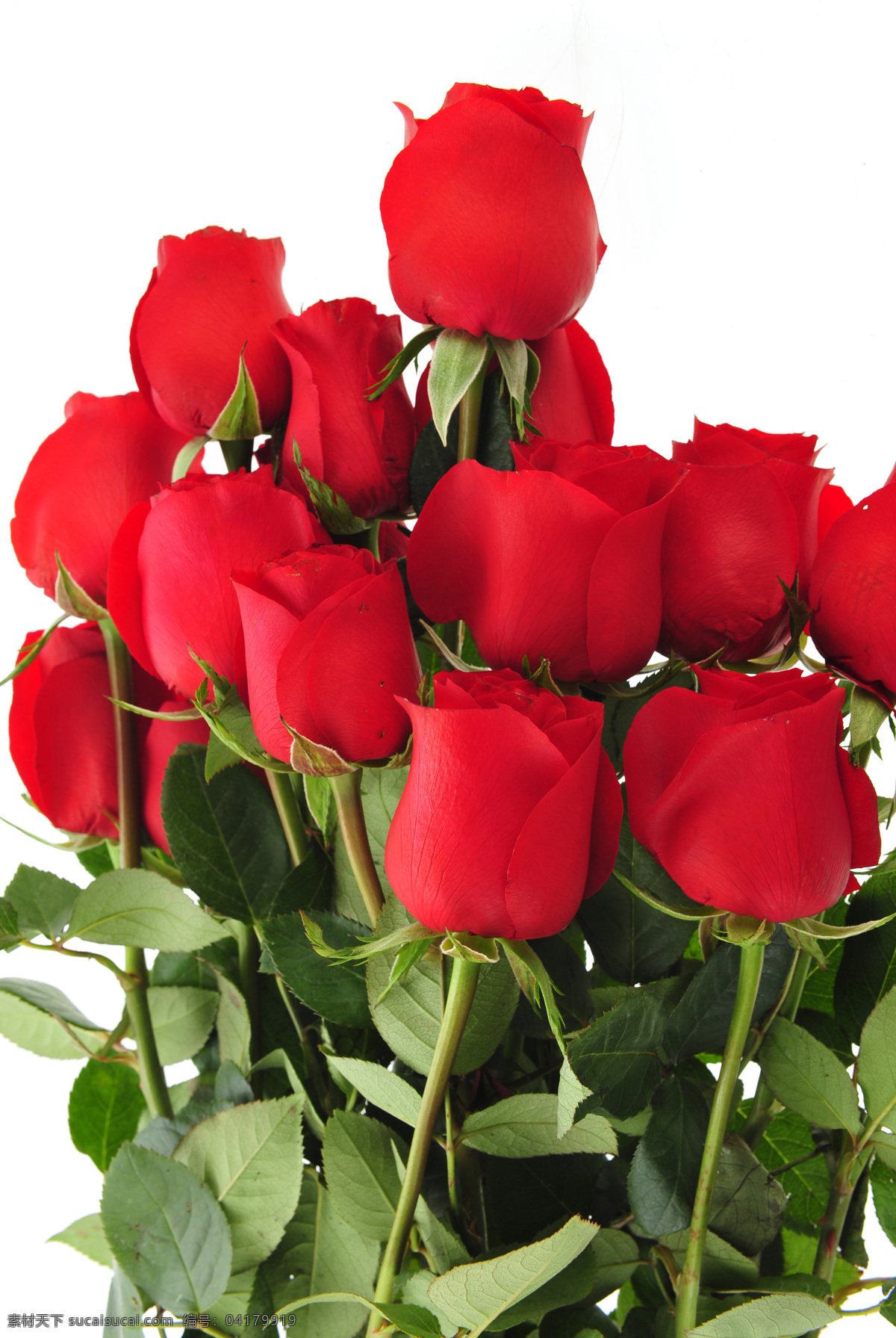 鲜艳 红玫瑰 玫瑰花 鲜艳花朵 美丽鲜花 漂亮花朵 花卉 鲜花摄影 花草树木 生物世界