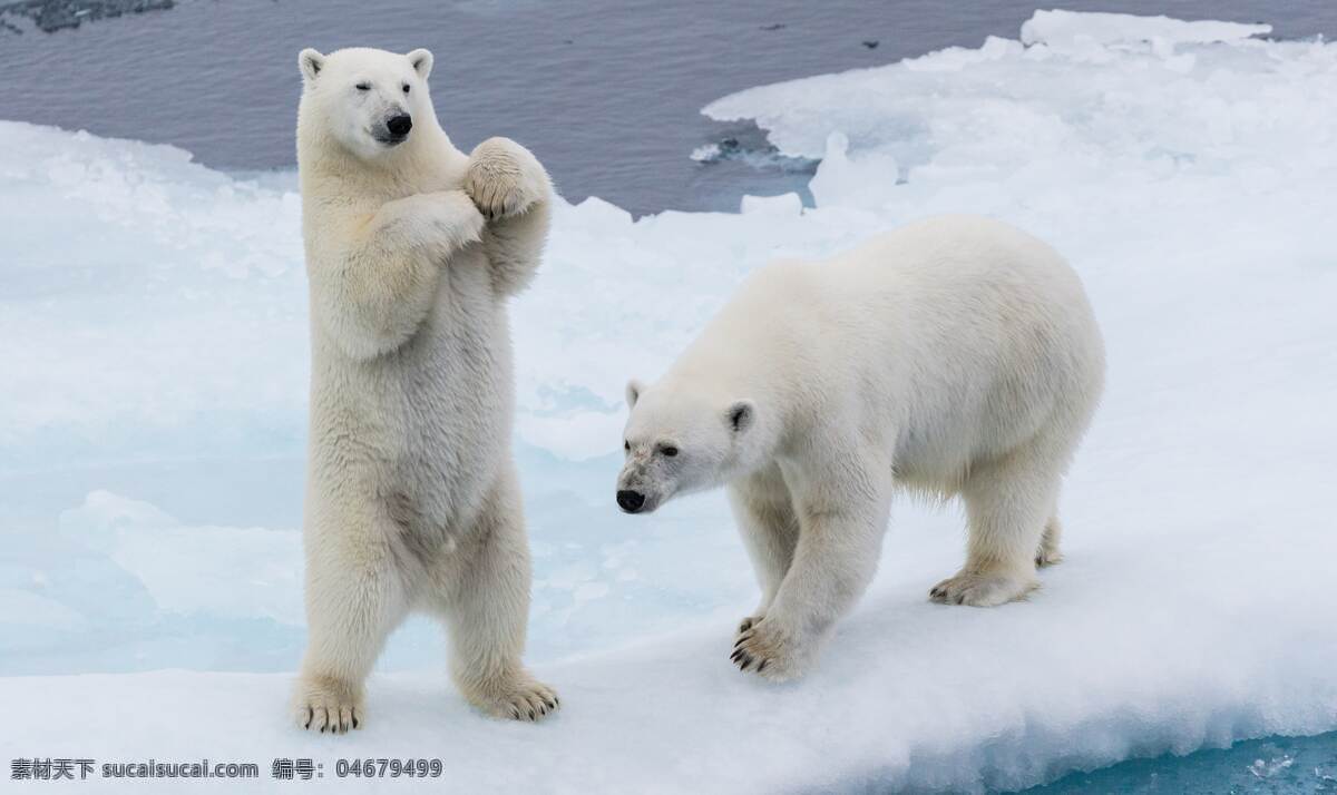 北极熊 拍照 照片 拍摄 壁纸 高清 特写 熊 小白熊 北极 动物 生物世界 野生动物