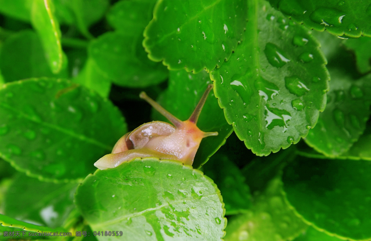 雨后蜗牛 蜗牛 雨后 叶子 绿叶 大蜗牛 昆虫 虫子 爬行 触角 生物世界