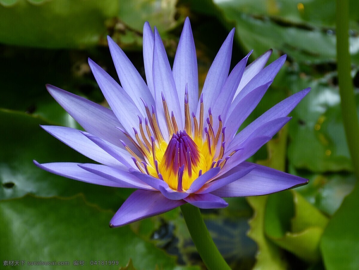 池塘睡莲 睡莲 蓝色 池塘 紫
