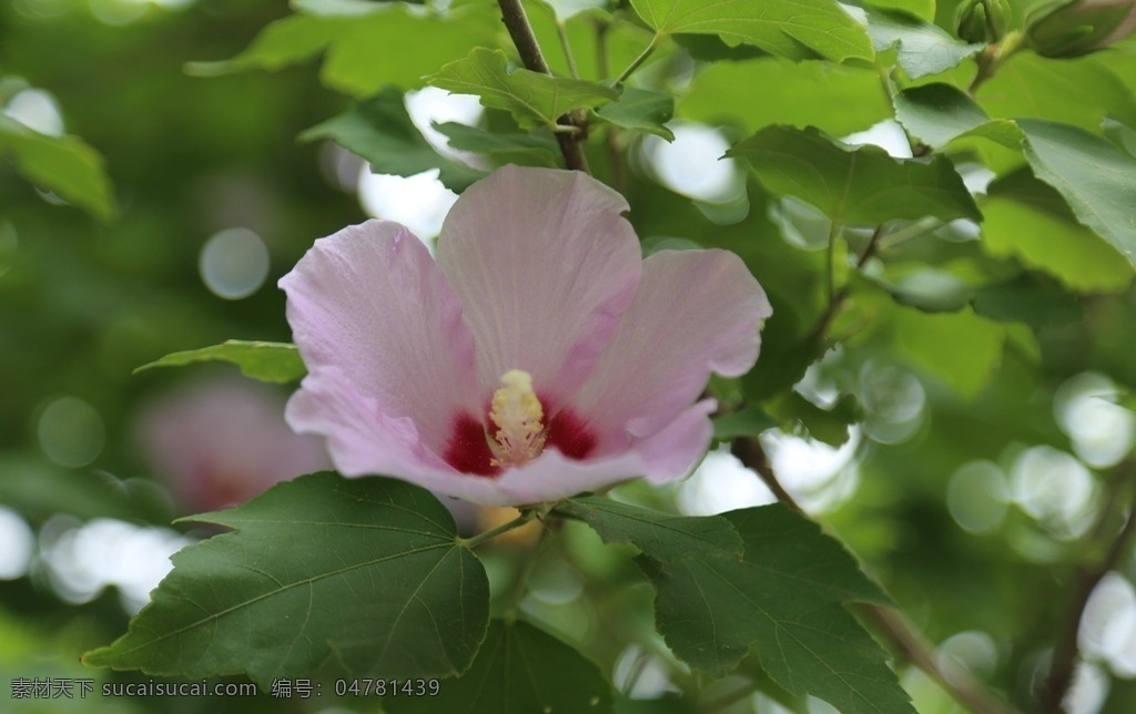 木槿 无穷花 花卉 花儿 花草 植物 园林绿化 绿化景观 装饰画 木槿木槿花 生物世界