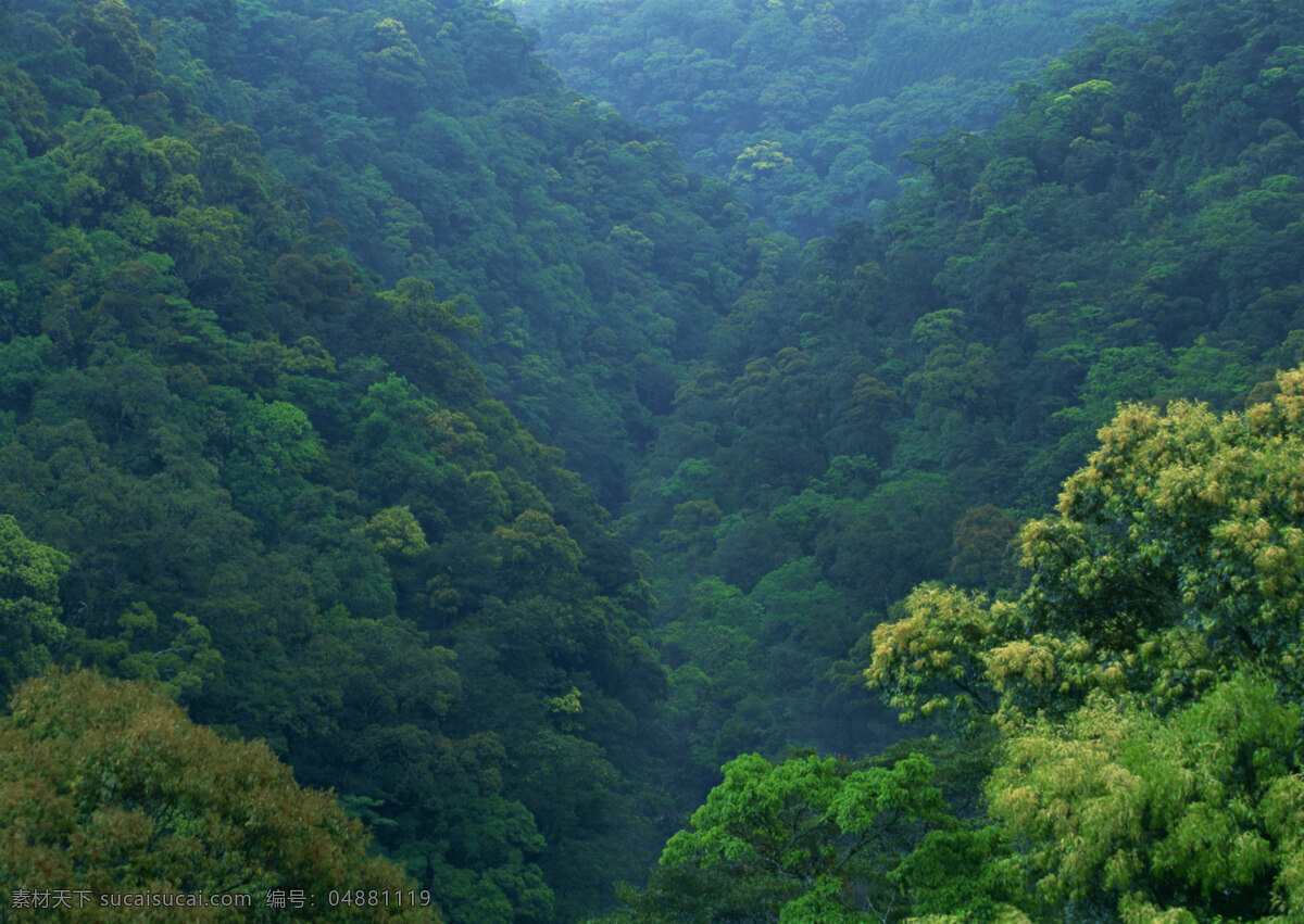 绿色 茂密 山林 绿色茂密 茂密的山林 树 树林 自然景观 山水风景