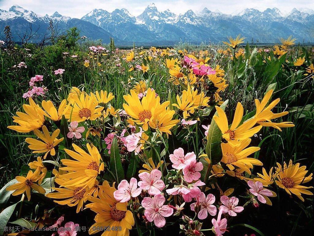 山上的花园 菊花 高原 花园 生物世界 花草 花朵 摄影图库