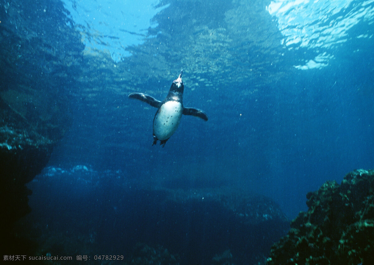 海底 里 企鹅 动物世界 南极 大海 海底世界 可爱 小企鹅 水中生物 生物世界