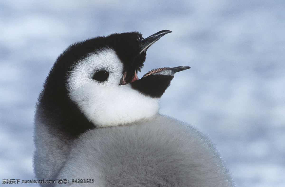 张大 嘴 企鹅 动物世界 动物摄影 南极动物 陆地动物 水中生物 生物世界