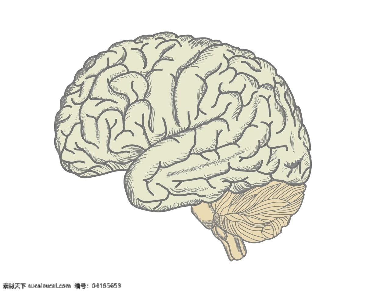 人脑 大脑 结构设计 脑细胞 医疗 医学 脑结构 大脑结构 时尚背景 绚丽背景 背景素材 背景图案 矢量背景 背景设计 抽象背景 抽象设计 卡通背景 矢量设计 卡通设计 艺术设计 医疗保健 生活百科 矢量