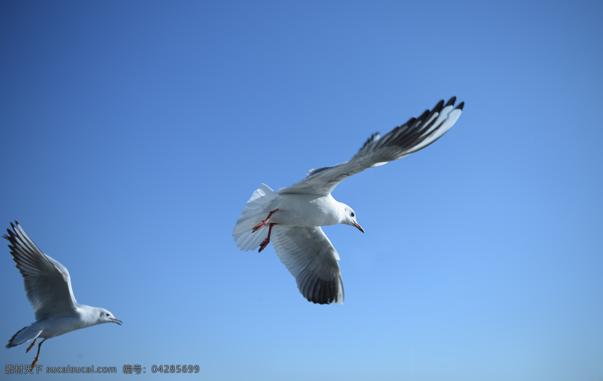 展翅海鸥 展翅 飞翔 海鸥 海鸟 飞 翅膀 翱翔 自然 蓝天 远行 活力 红嘴海鸥 生物世界 鸟类