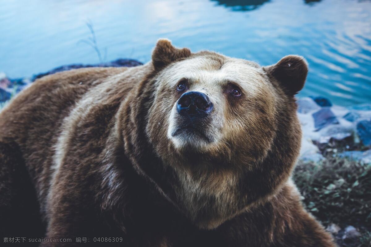 熊 宠物 动物 深林 凶兽 野兽 野外 生存 野性 动物世界 生物世界 野生动物