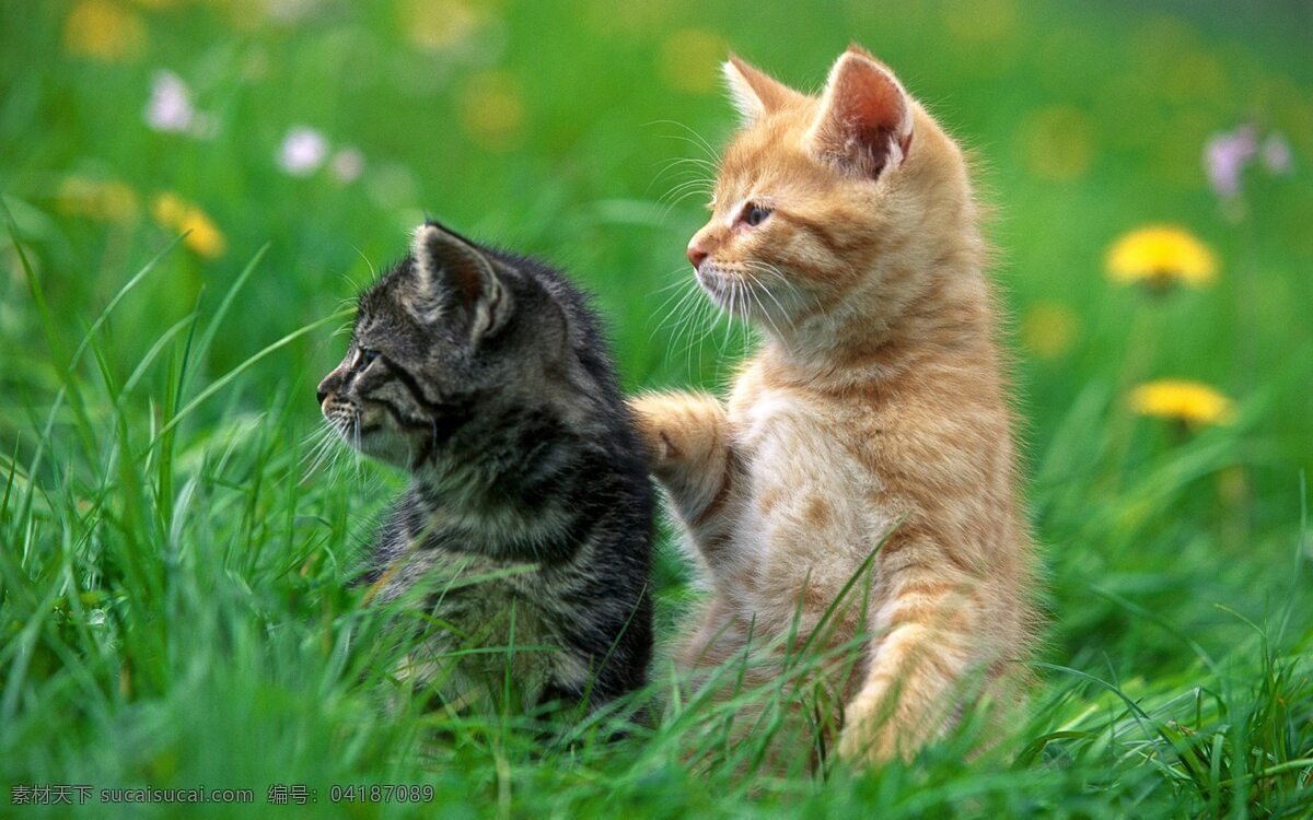 两 只 可爱 小猫 小猫桌面背景 两只小猫 风景 生活 旅游餐饮