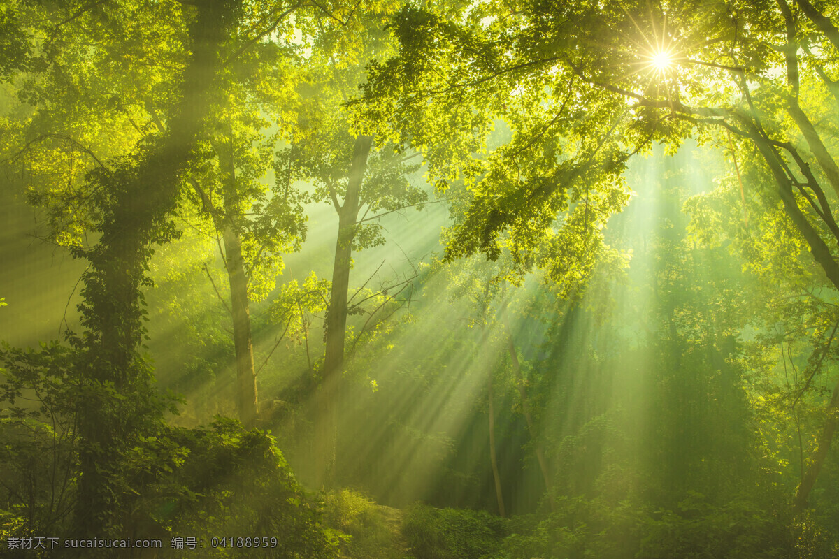 透过 阳光 森林 穿透 大树 树木 太阳 生物世界 树木树叶