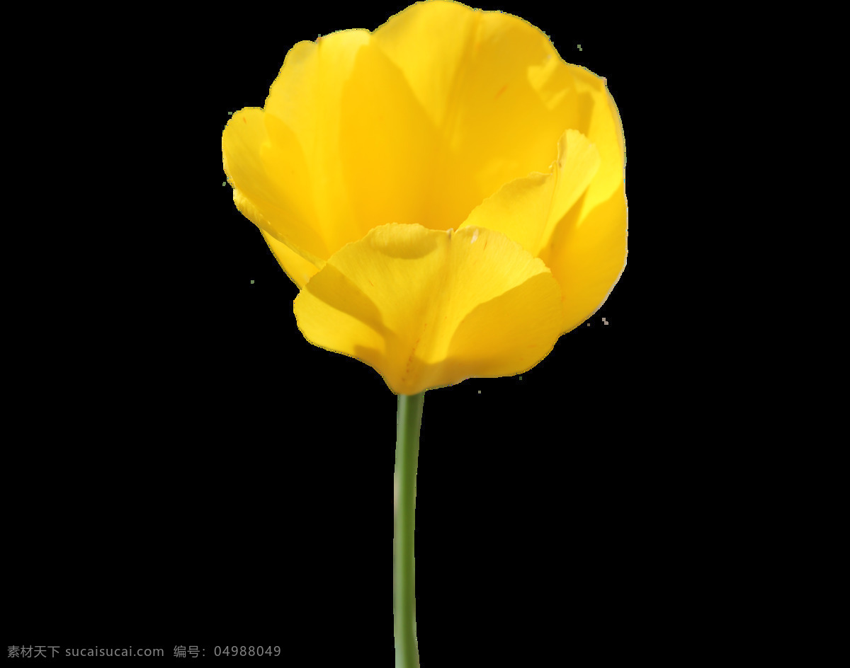 黄色 花朵 元素 png元素 免抠元素 透明素材 鲜花 植物