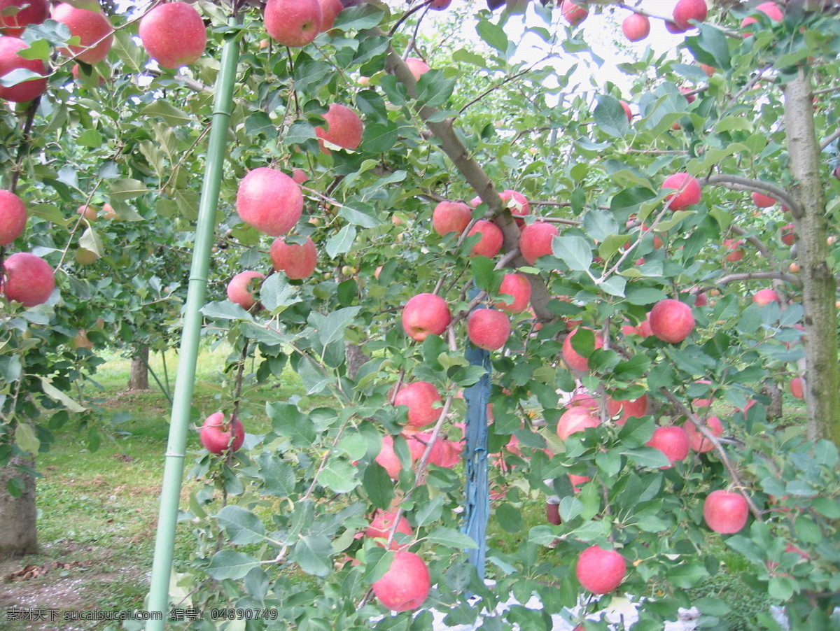 标准化果园 苹果 苹果园 支架果园 日本果园 田园风光 自然景观 灰色