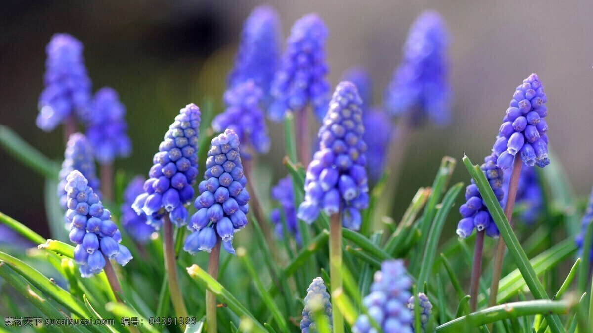 唯美 高清 风信子 水滴 花草 生物世界 蓝色