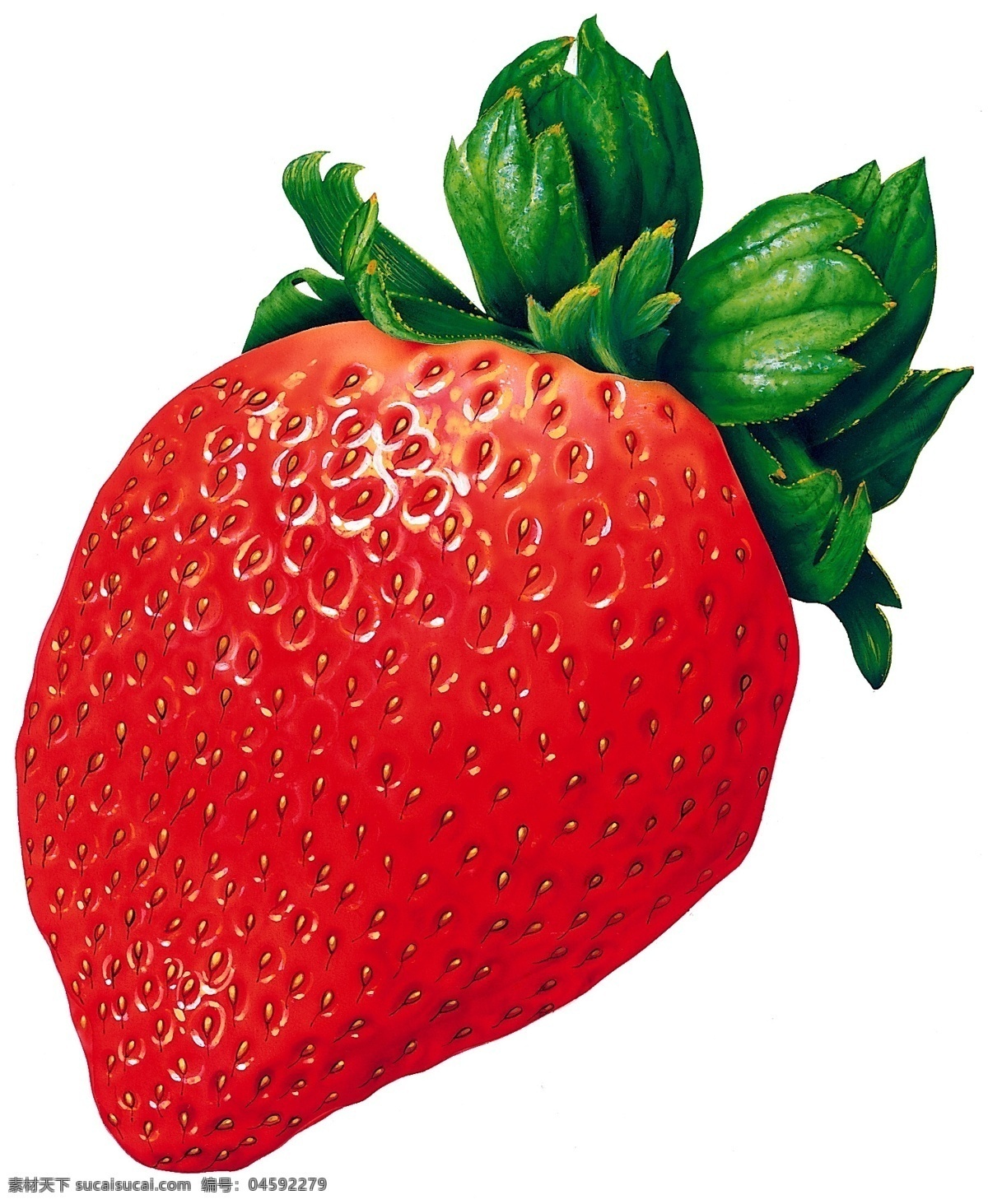 水果 食物 插图0074 插图 设计素材 丙烯蔬果 其它绘画 书画美术 白色