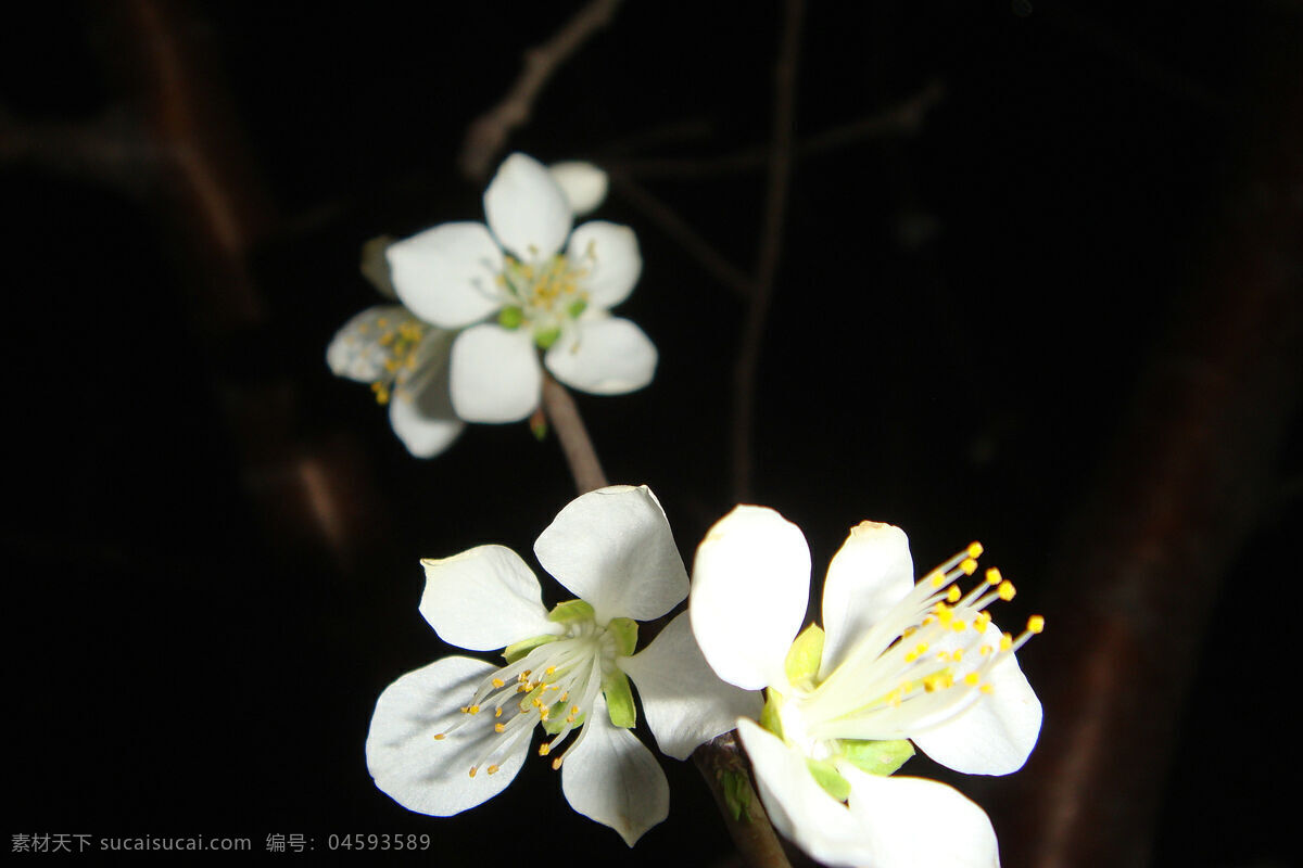 桃花 夜 拍 春季 春暖花开 春天 花草 摄影图库 生物世界 桃花夜拍 夜拍 桃树 psd源文件