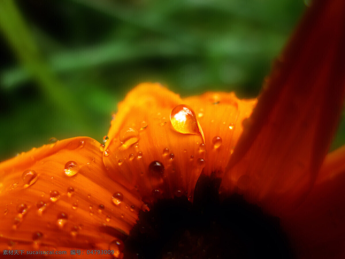 水滴 花瓣 菊花 摄影图库 自然风景 自然景观 psd源文件