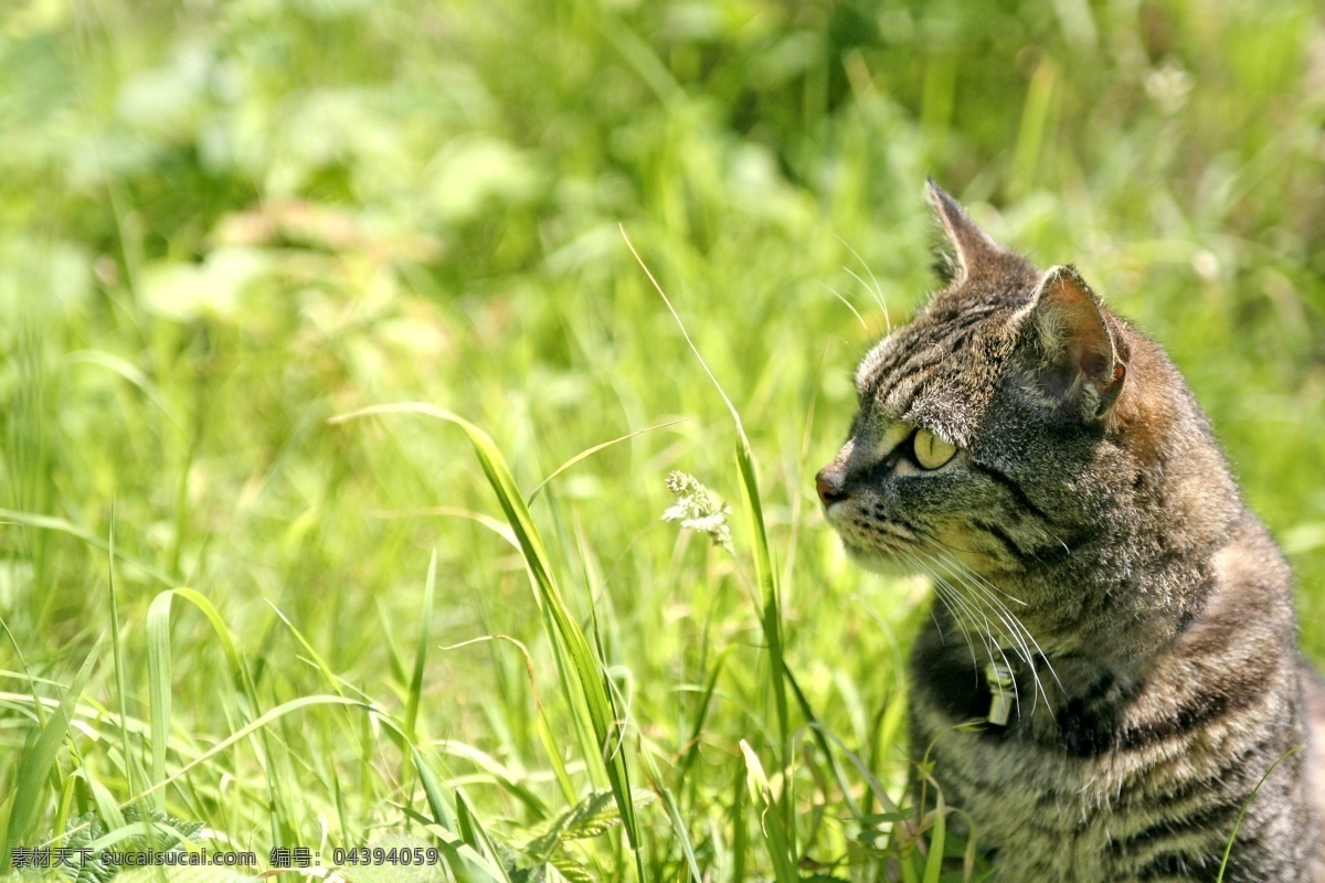 正在 凝望 猫 动物 宠物 可爱 萌 户外 草丛 全神贯注 猫咪图片 生物世界