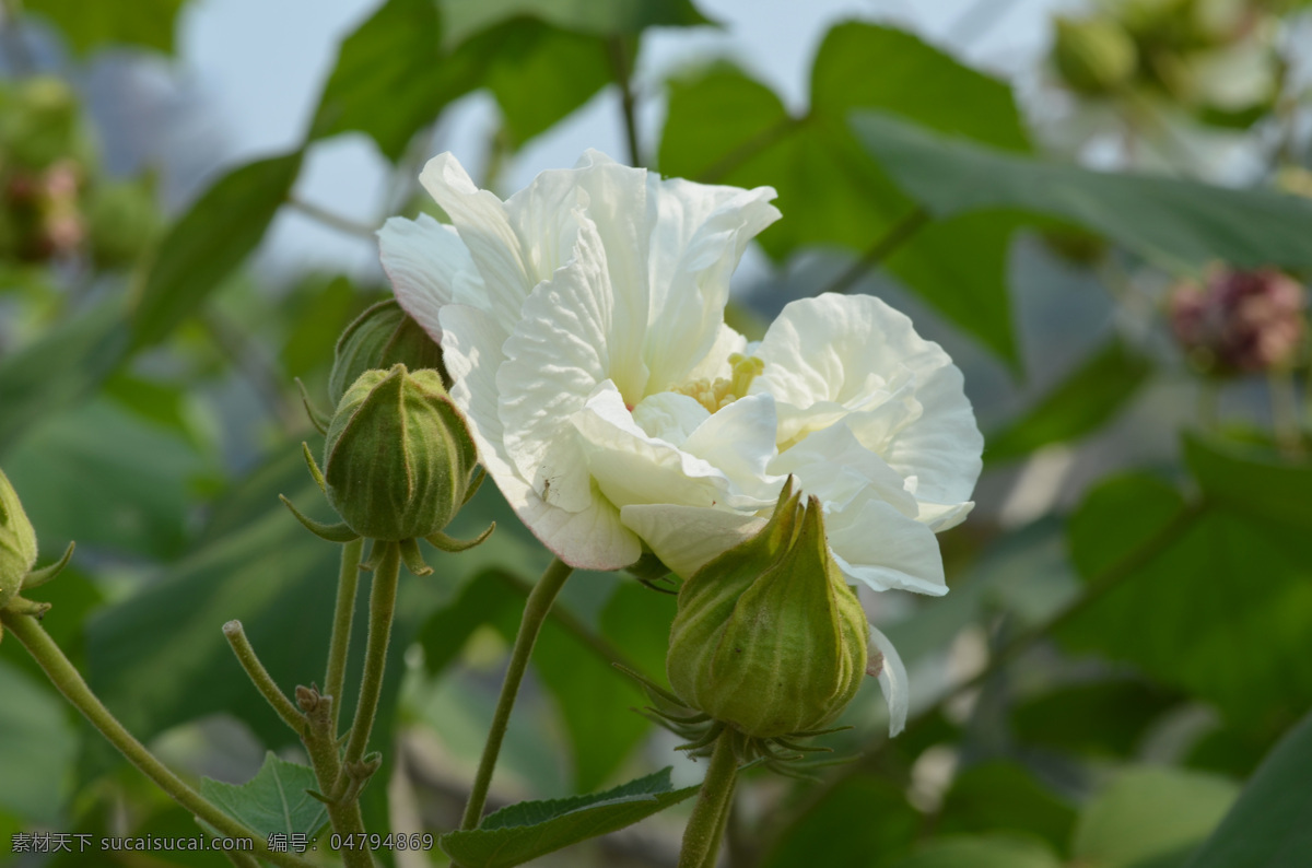 芙蓉花 粉红色花 白色花 花蕾 绿叶 花草 生物世界