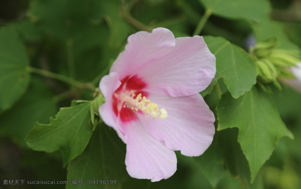 木槿 无穷花 花卉 花儿 花草 植物 园林绿化 绿化景观 装饰画 木槿木槿花 生物世界