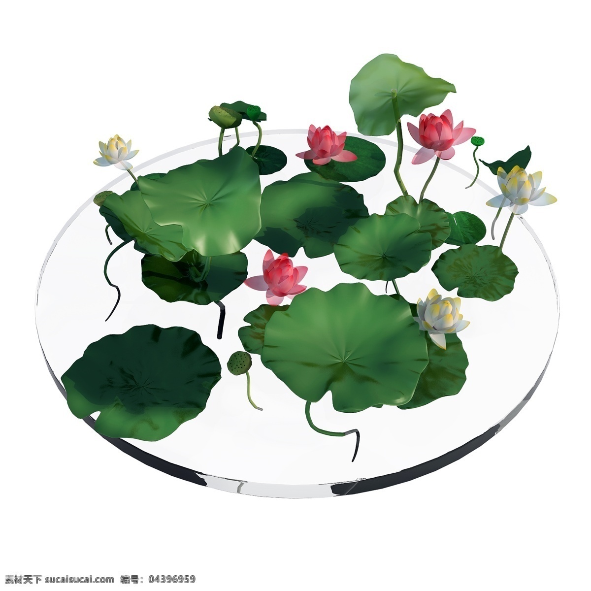 池塘 荷花 荷叶 图 立体 花卉 3d 夏季 花朵 创意 套图 png图 粉色 莲花 开花