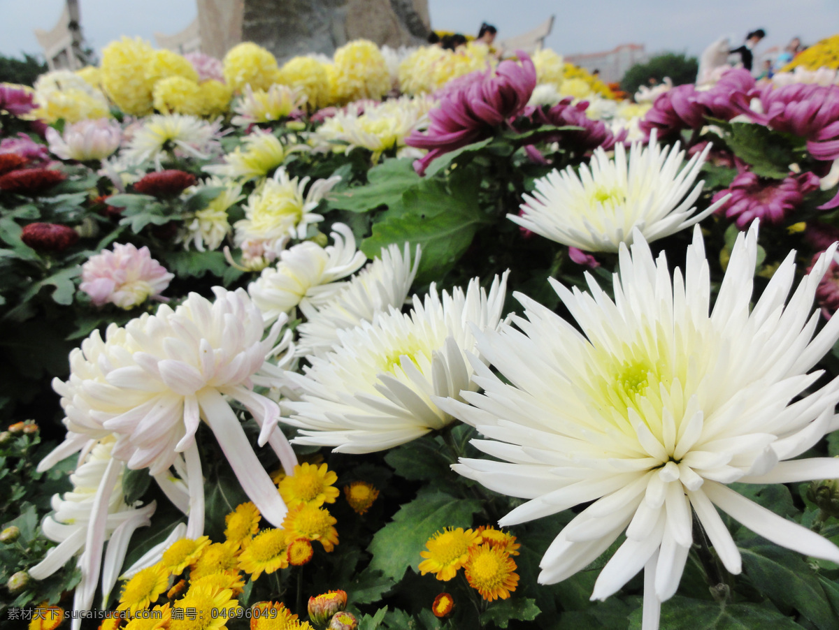 菊花 写真 图 福建菊花展 菊花争艳图 鲜花花朵素材