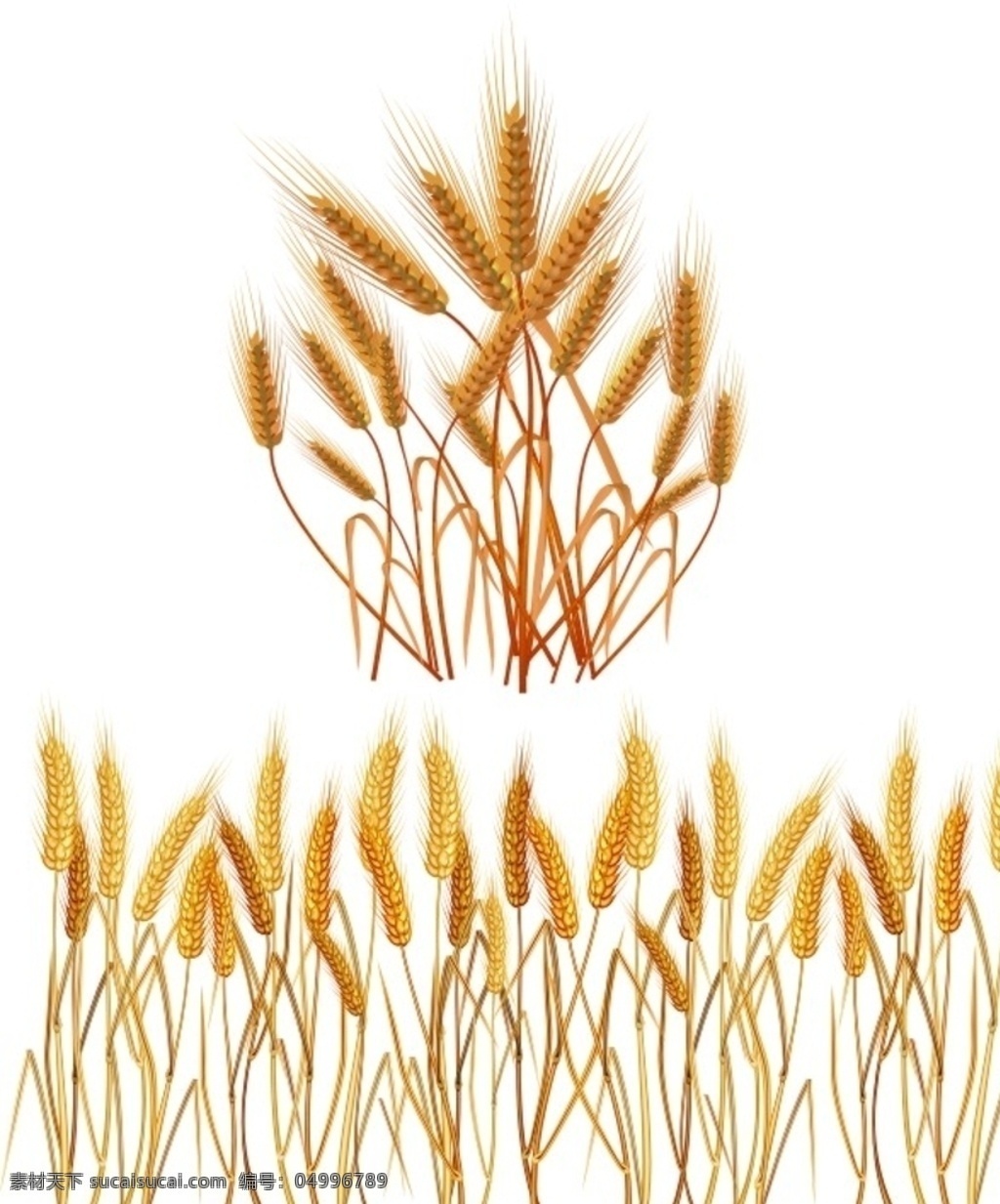 矢量麦穗 麦子 大麦 麦田 金色小麦 矢量麦子素材 矢量金色小麦 大丰收 麦子熟了 矢量麦子 矢量小麦 金色麦子 粮食 收获 麦穗矢量素材 矢量 麦粒 农作物 麦穗