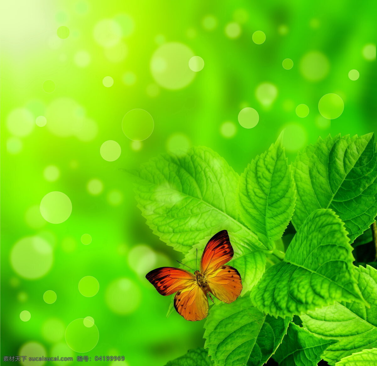 绿叶 蝴蝶 叶子 蝴蝶飞舞 绿叶背景 绿色植物 植被 树叶 植物 嫩叶 漂亮蝴蝶 彩蝶 翅膀 飞舞 飞蝶 生物世界 昆虫