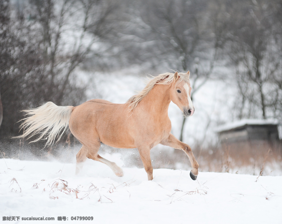 雪地 上 奔跑 马匹 马 骏马 驰骋 动物世界 陆地动物 生物世界